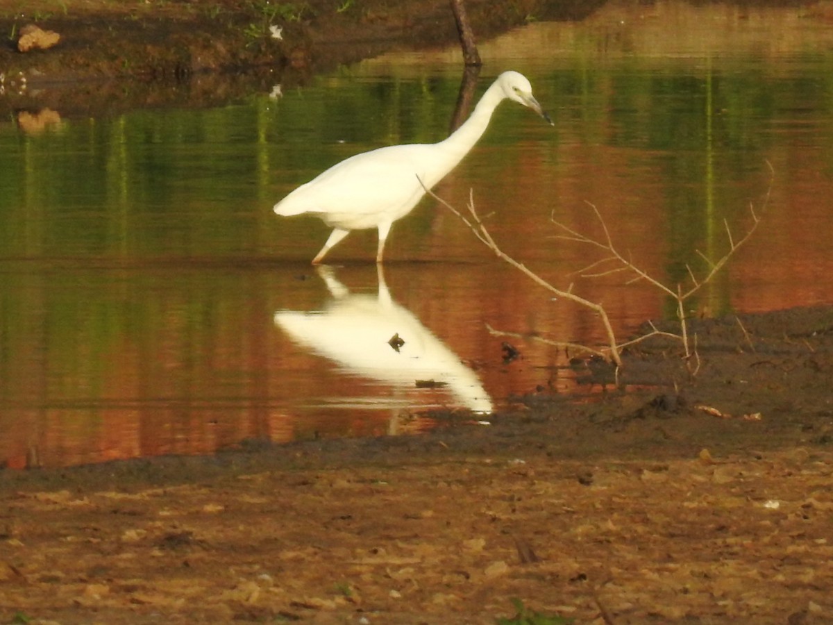 Little Blue Heron - ML648796943