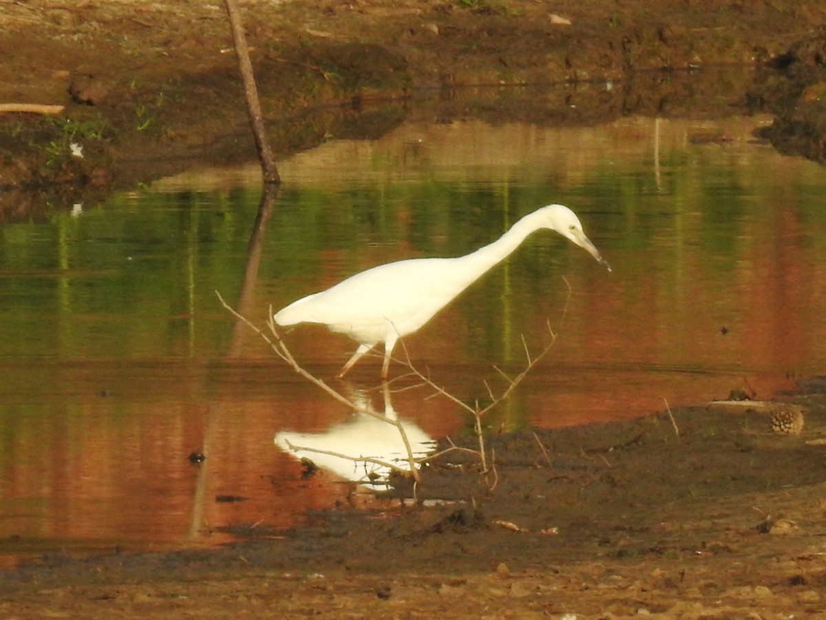 Little Blue Heron - ML648796944