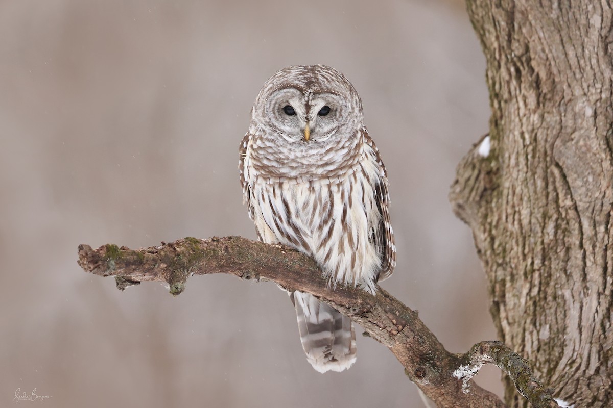 Çizgili Baykuş - ML648796967