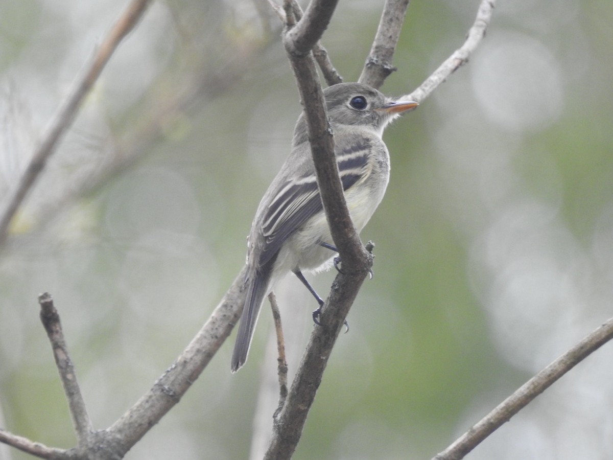 Least Flycatcher - ML648796980