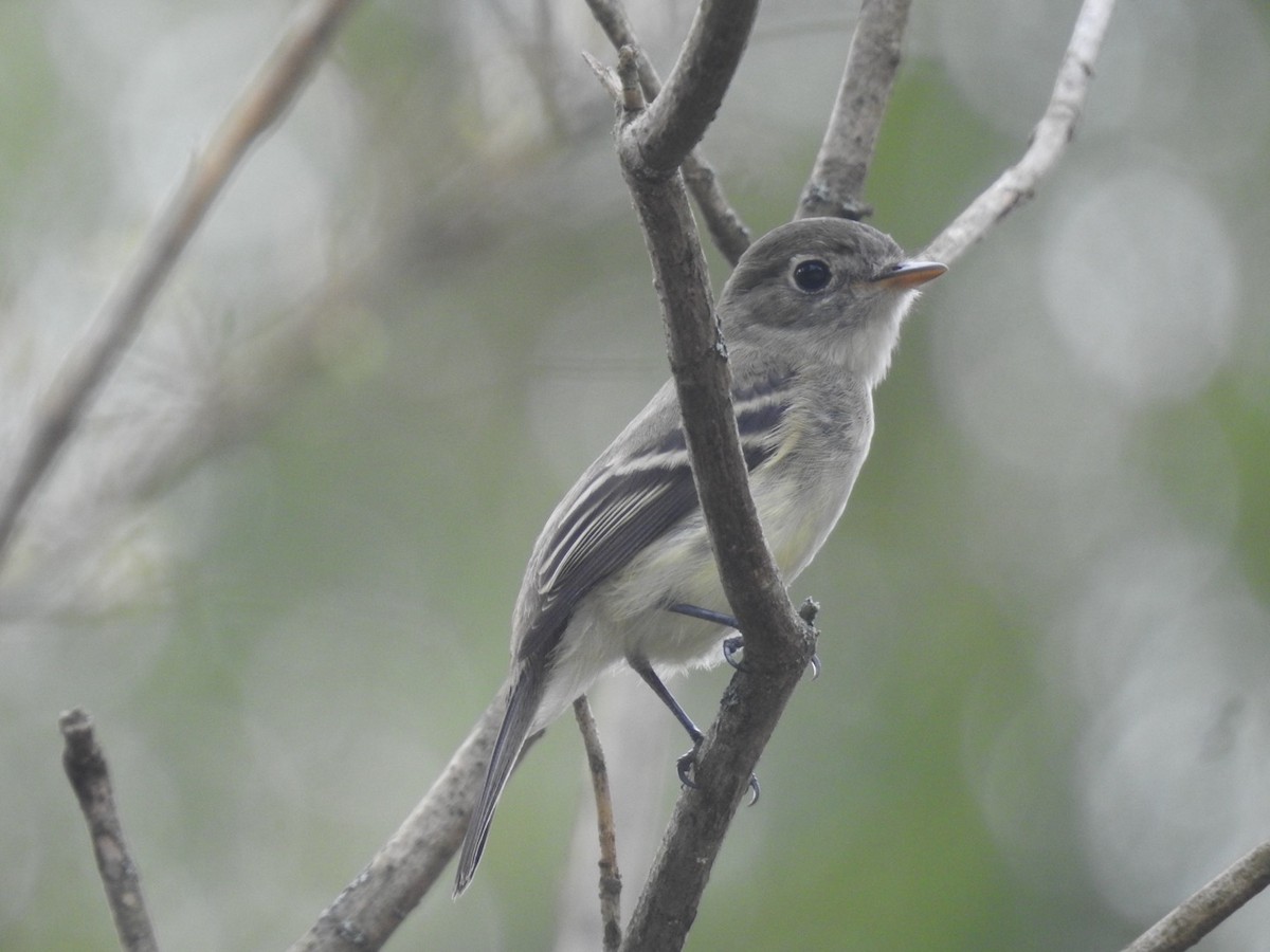 Least Flycatcher - ML648796981