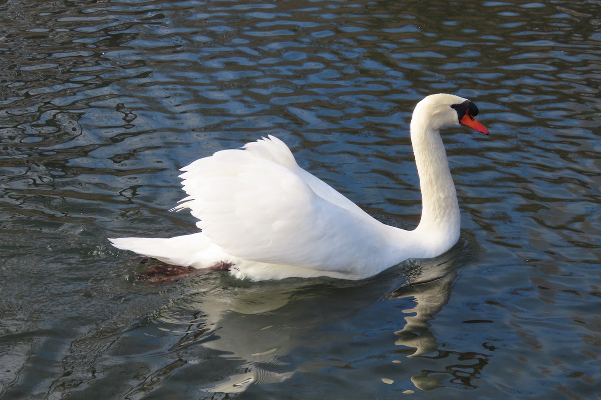 labuť velká - ML648797012