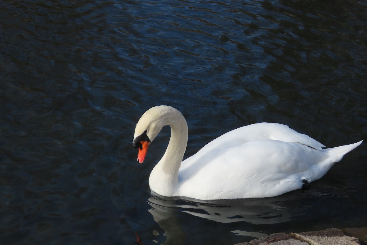 labuť velká - ML648797041