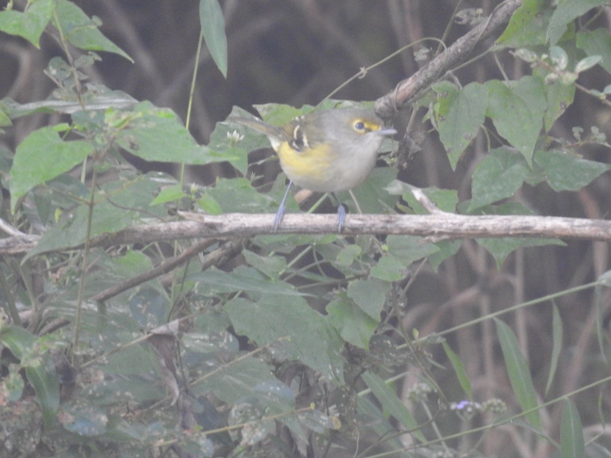 White-eyed Vireo - ML648797058