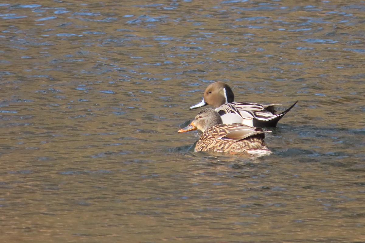 ostralka štíhlá - ML648797059