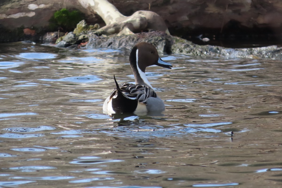 ostralka štíhlá - ML648797069