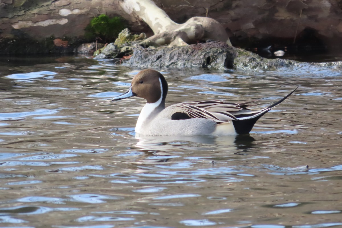 ostralka štíhlá - ML648797097