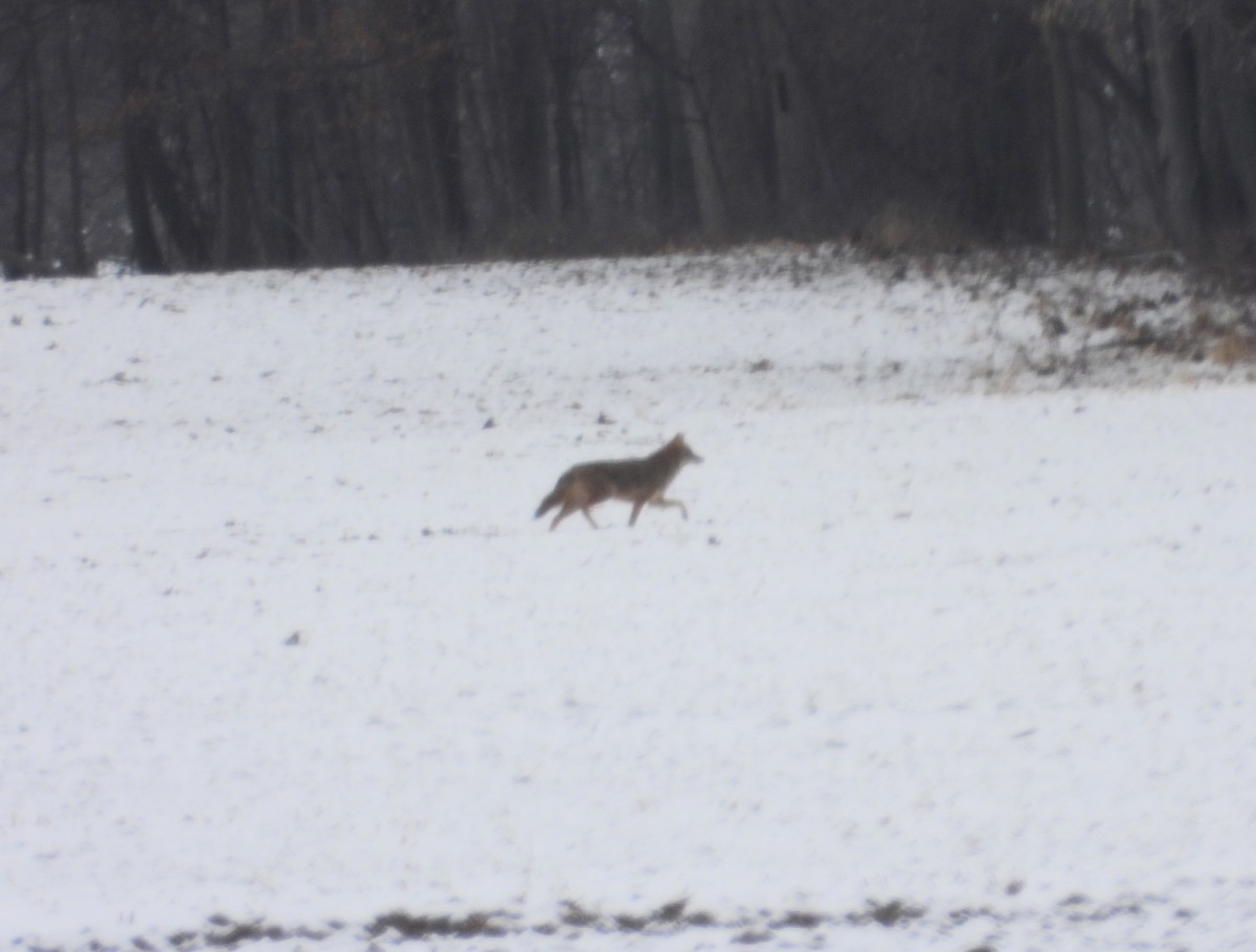 Coyote - ML648797098