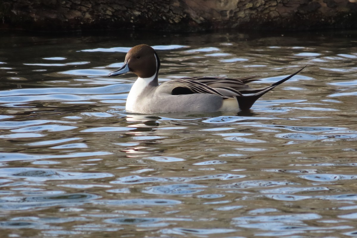 ostralka štíhlá - ML648797105