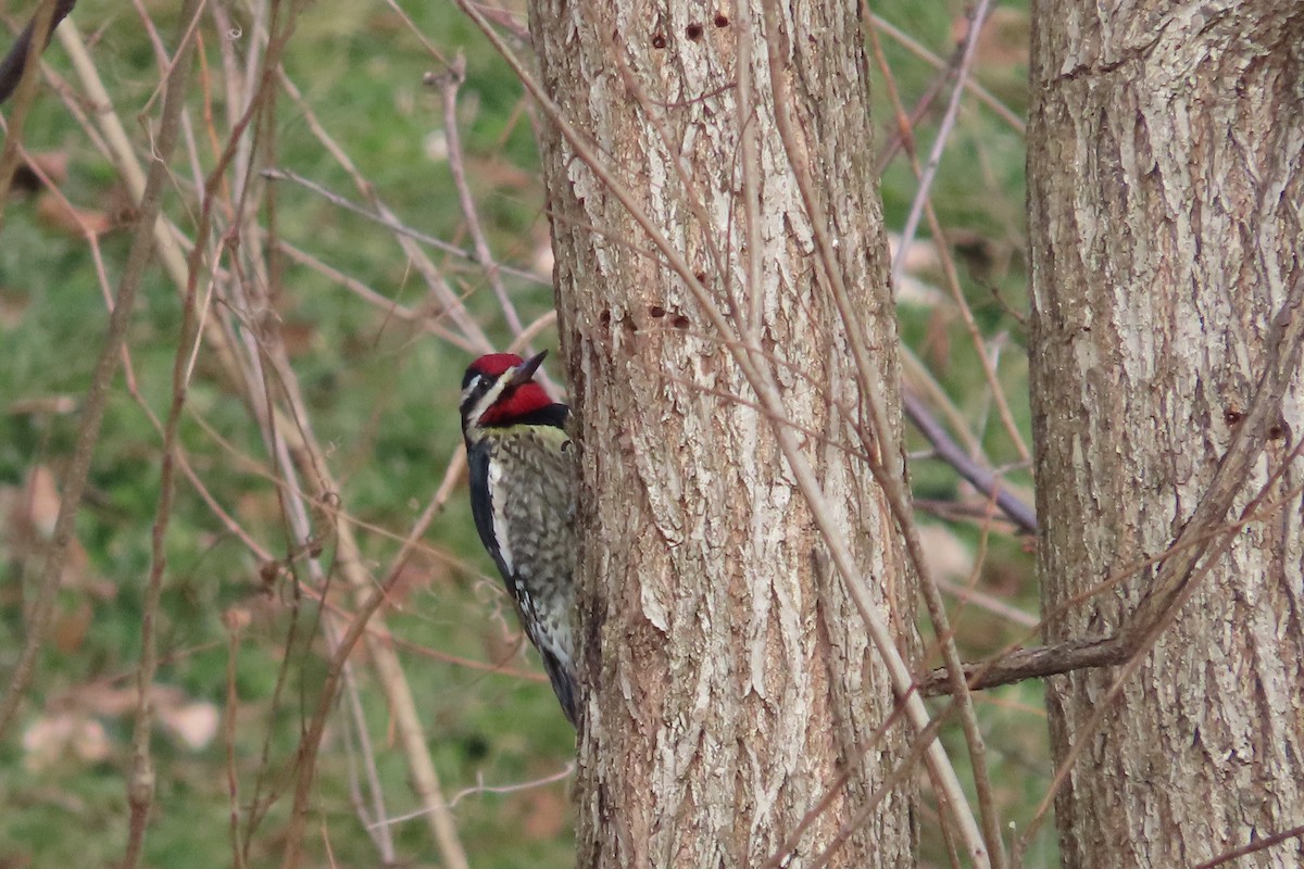 datel rudohrdlý - ML648797118