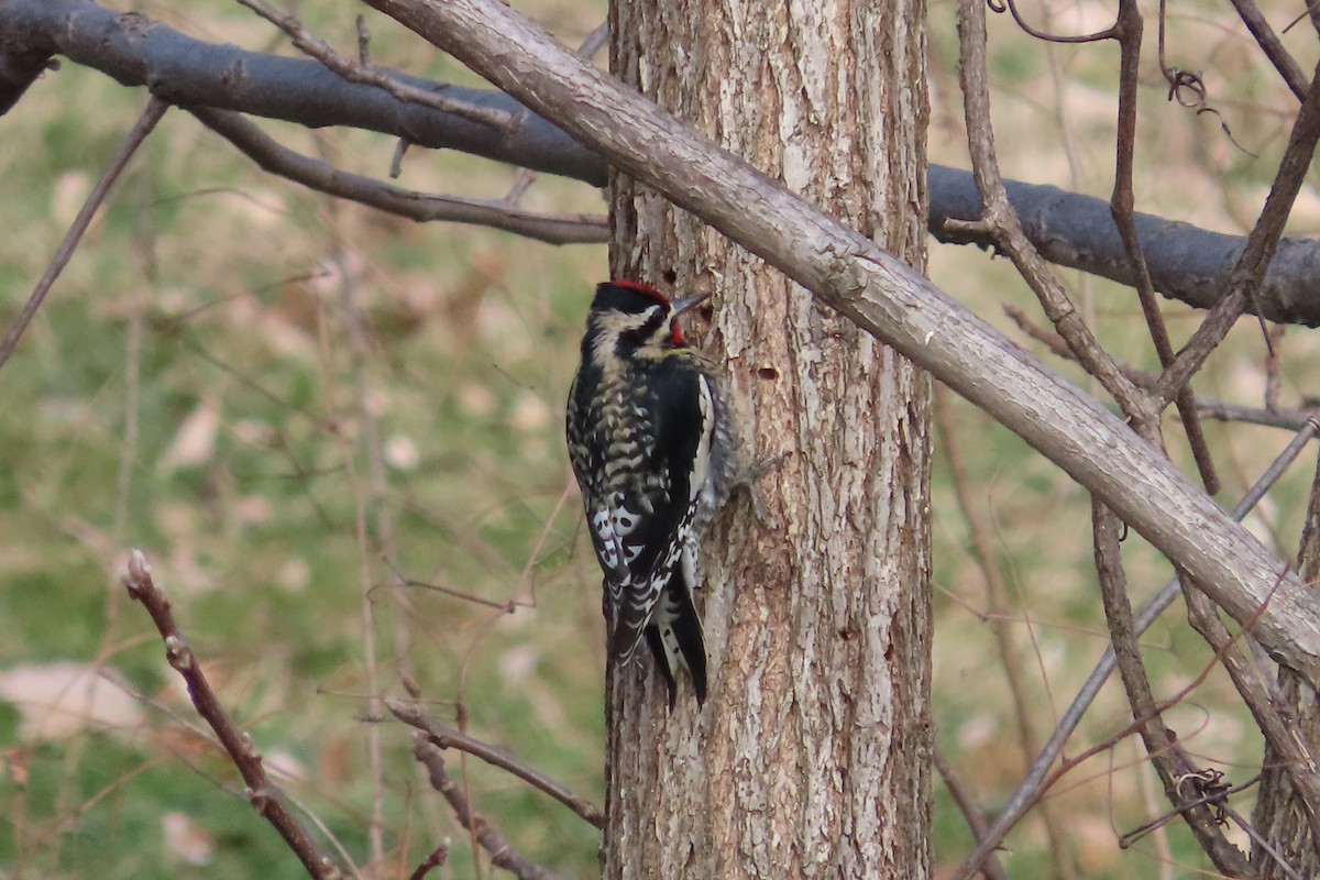 datel rudohrdlý - ML648797126