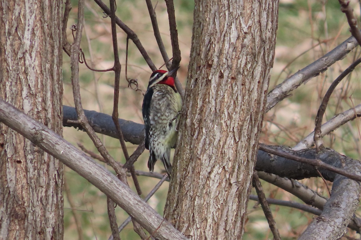 datel rudohrdlý - ML648797142