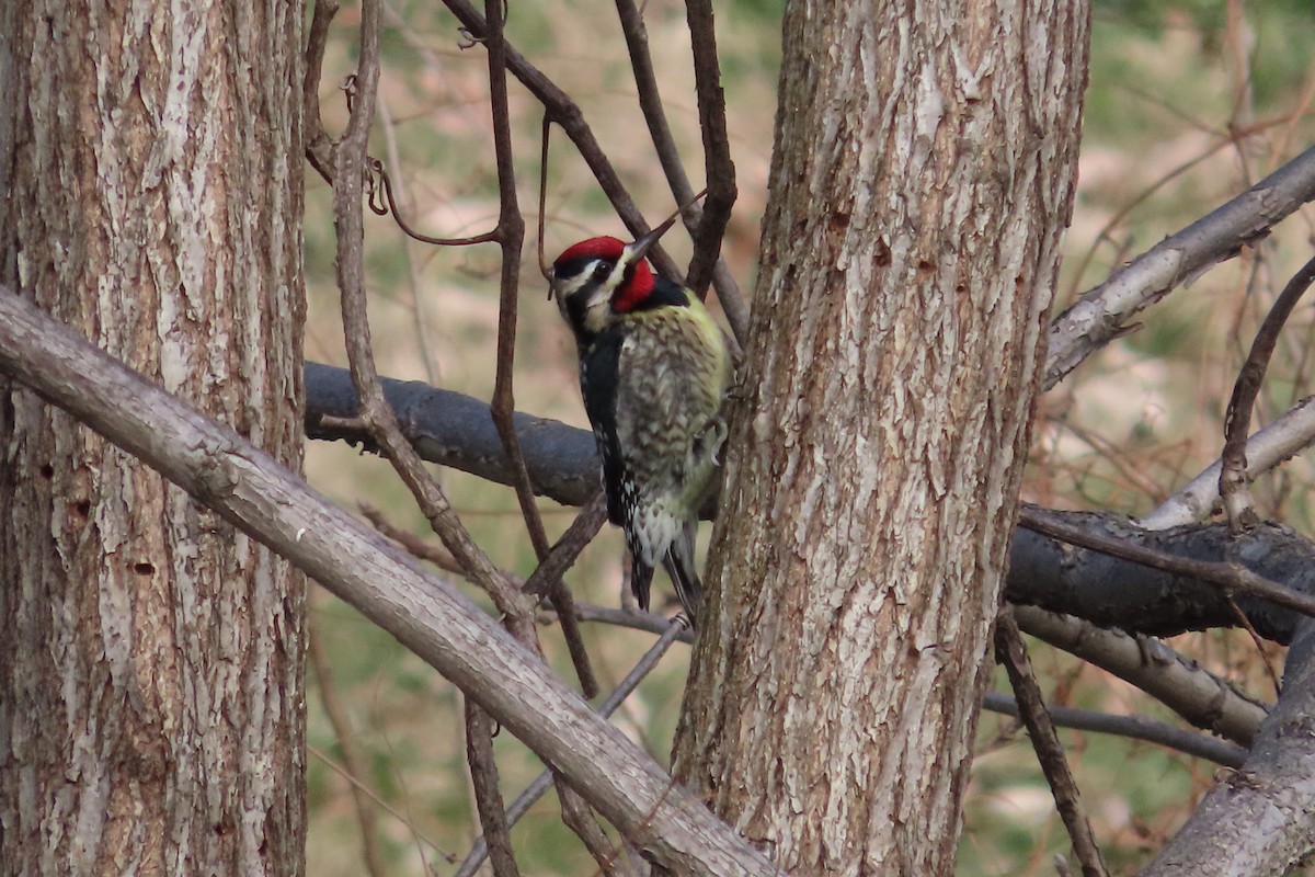 datel rudohrdlý - ML648797152