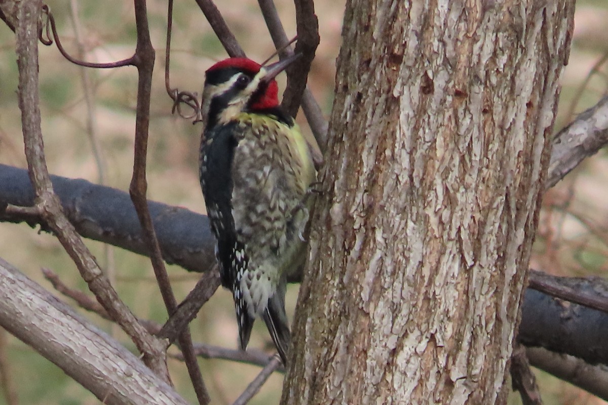 datel rudohrdlý - ML648797160