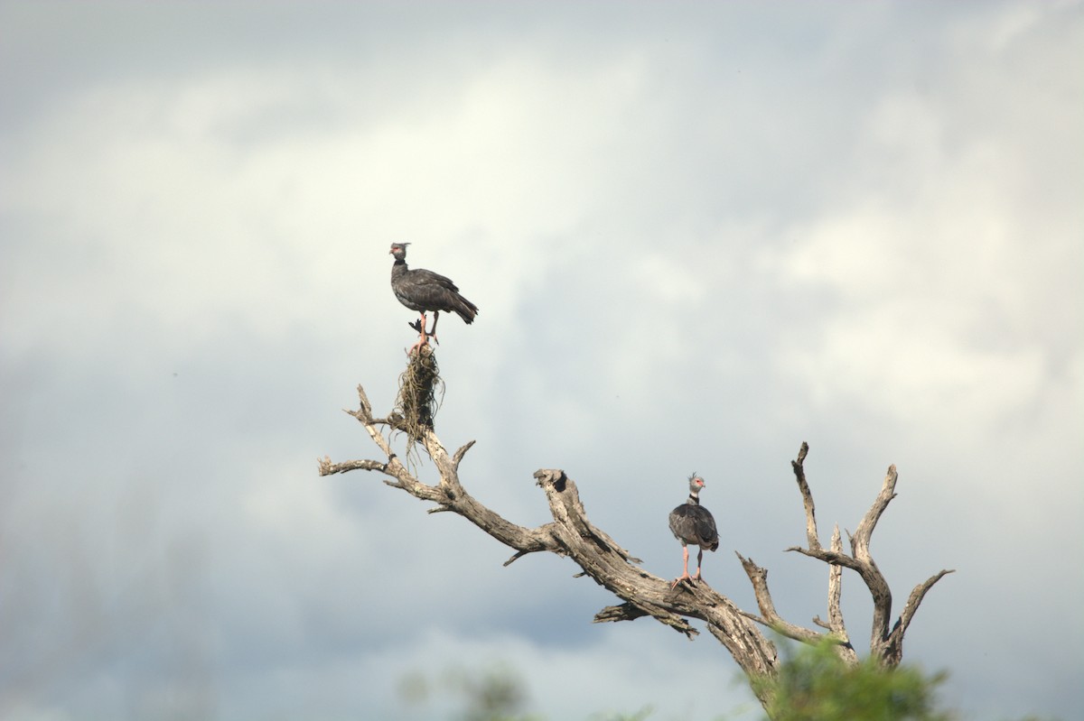 Southern Screamer - ML648797309
