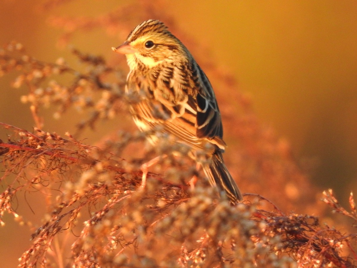 Savannah Sparrow - ML648797365