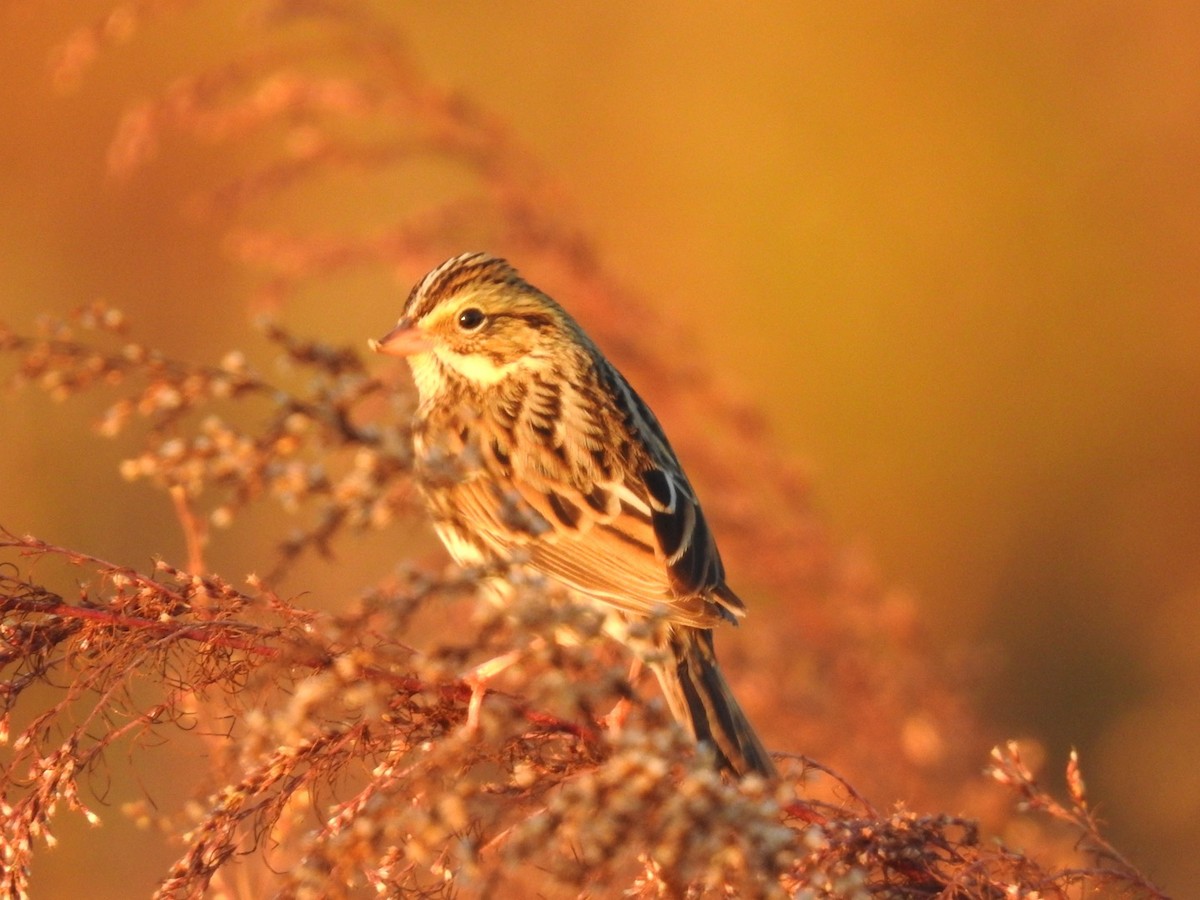 Savannah Sparrow - ML648797366