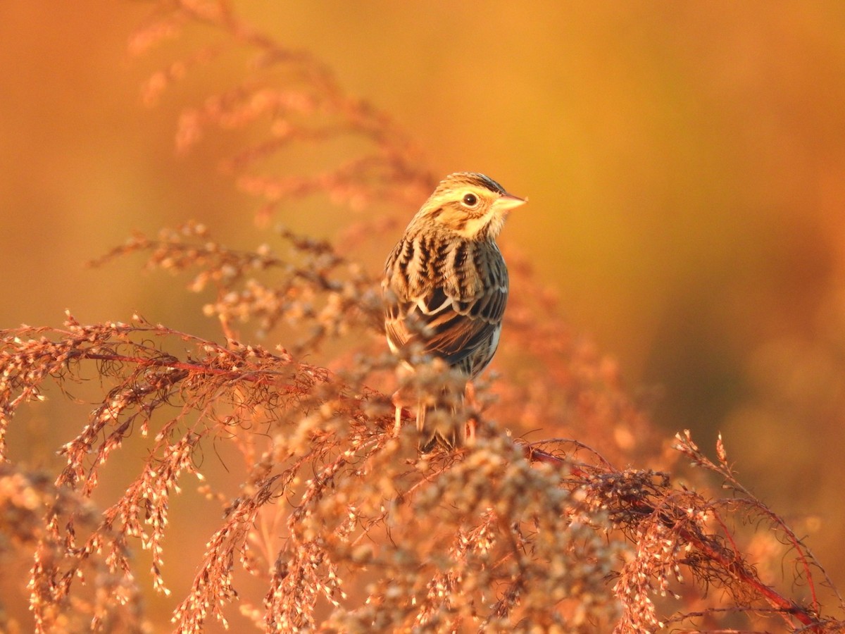 Savannah Sparrow - ML648797367