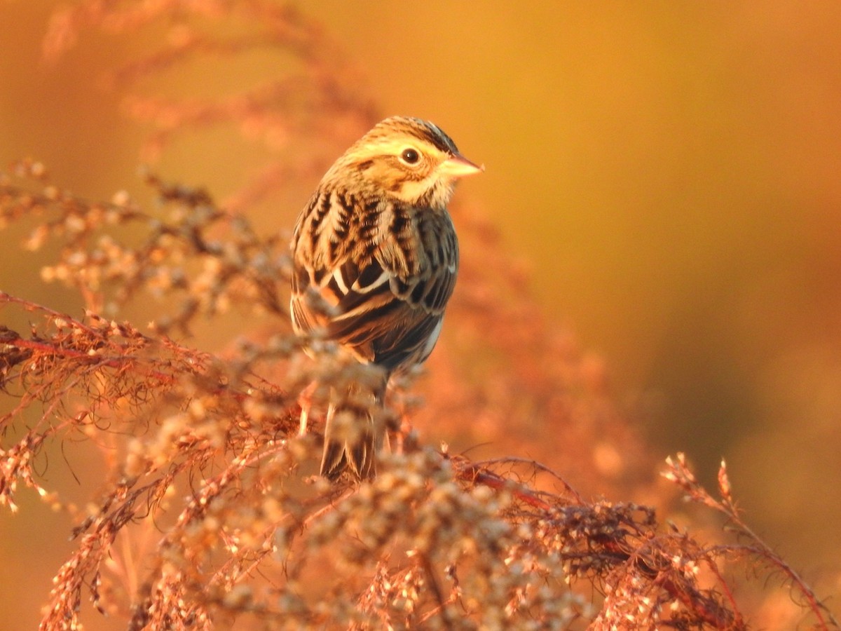 Savannah Sparrow - ML648797368
