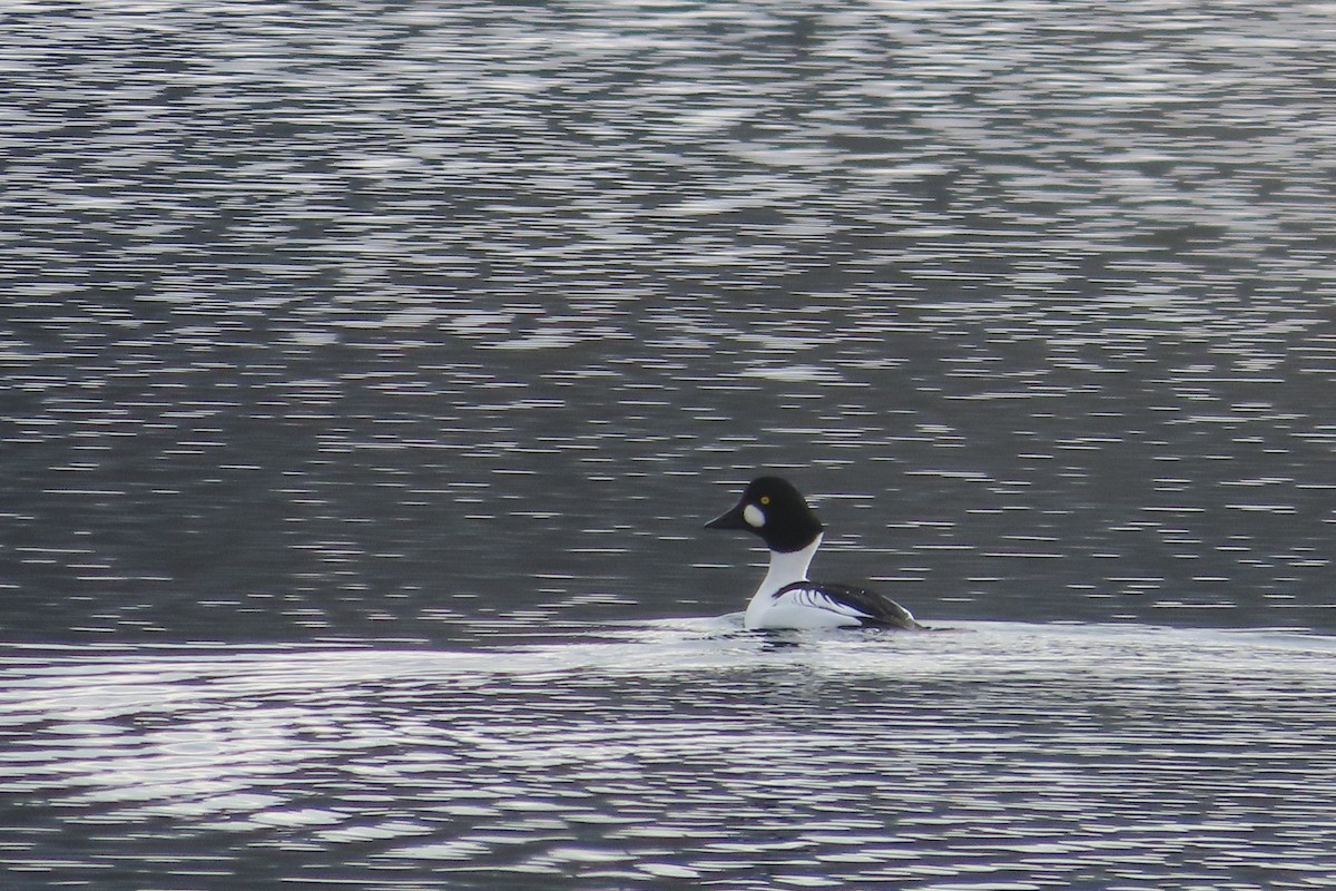 hohol severní - ML648797475