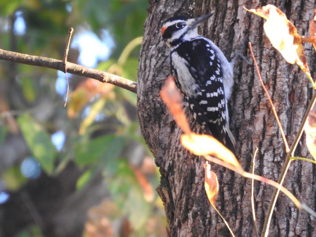 Hairy Woodpecker - ML648797486