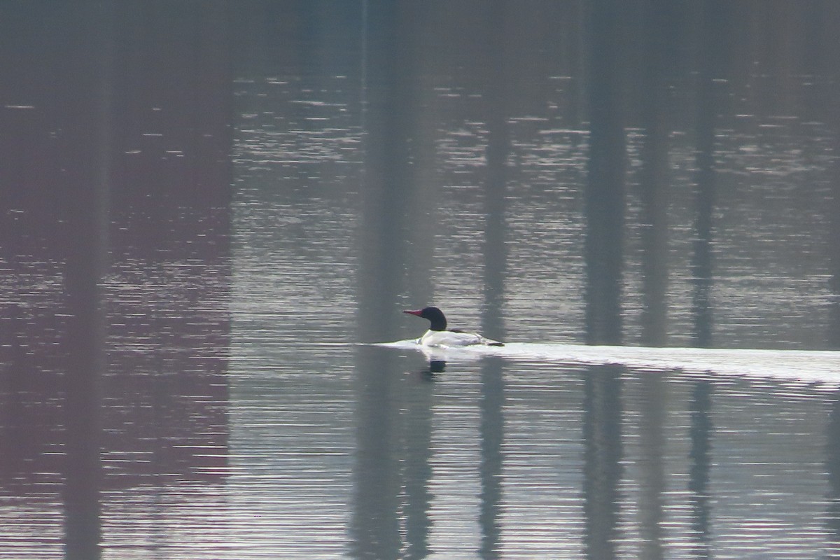 morčák velký - ML648797520