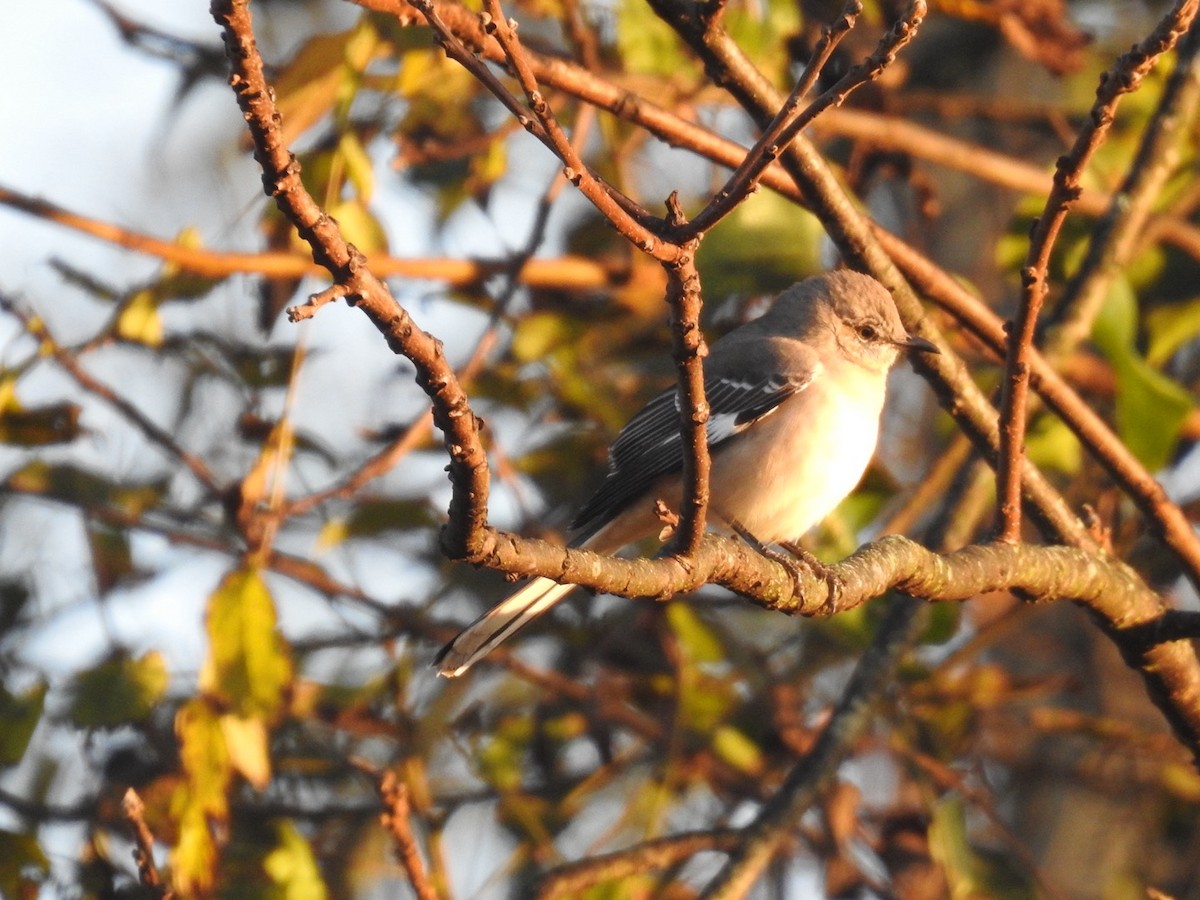Northern Mockingbird - ML648797620