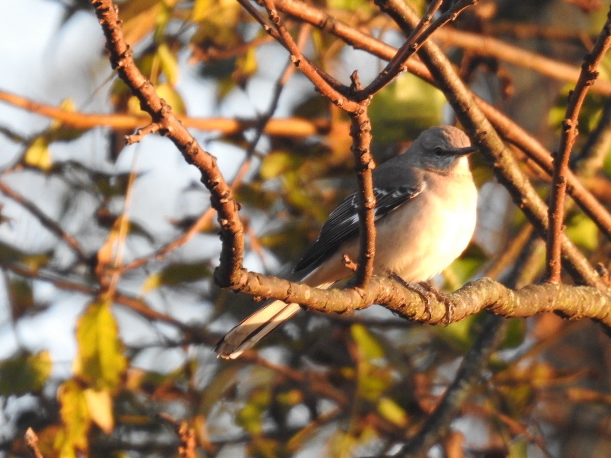 Northern Mockingbird - ML648797621