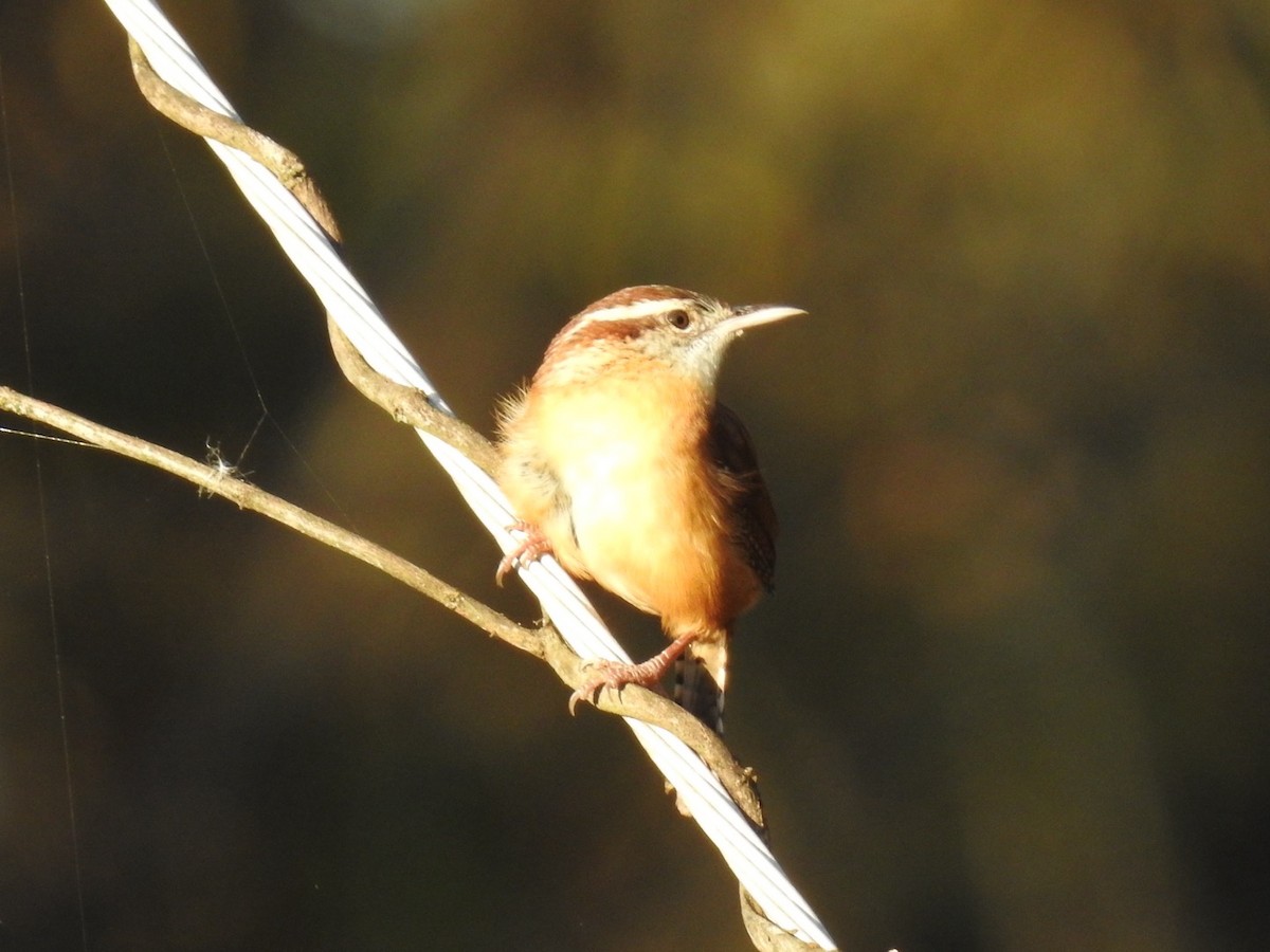 Carolina Wren - ML648797631