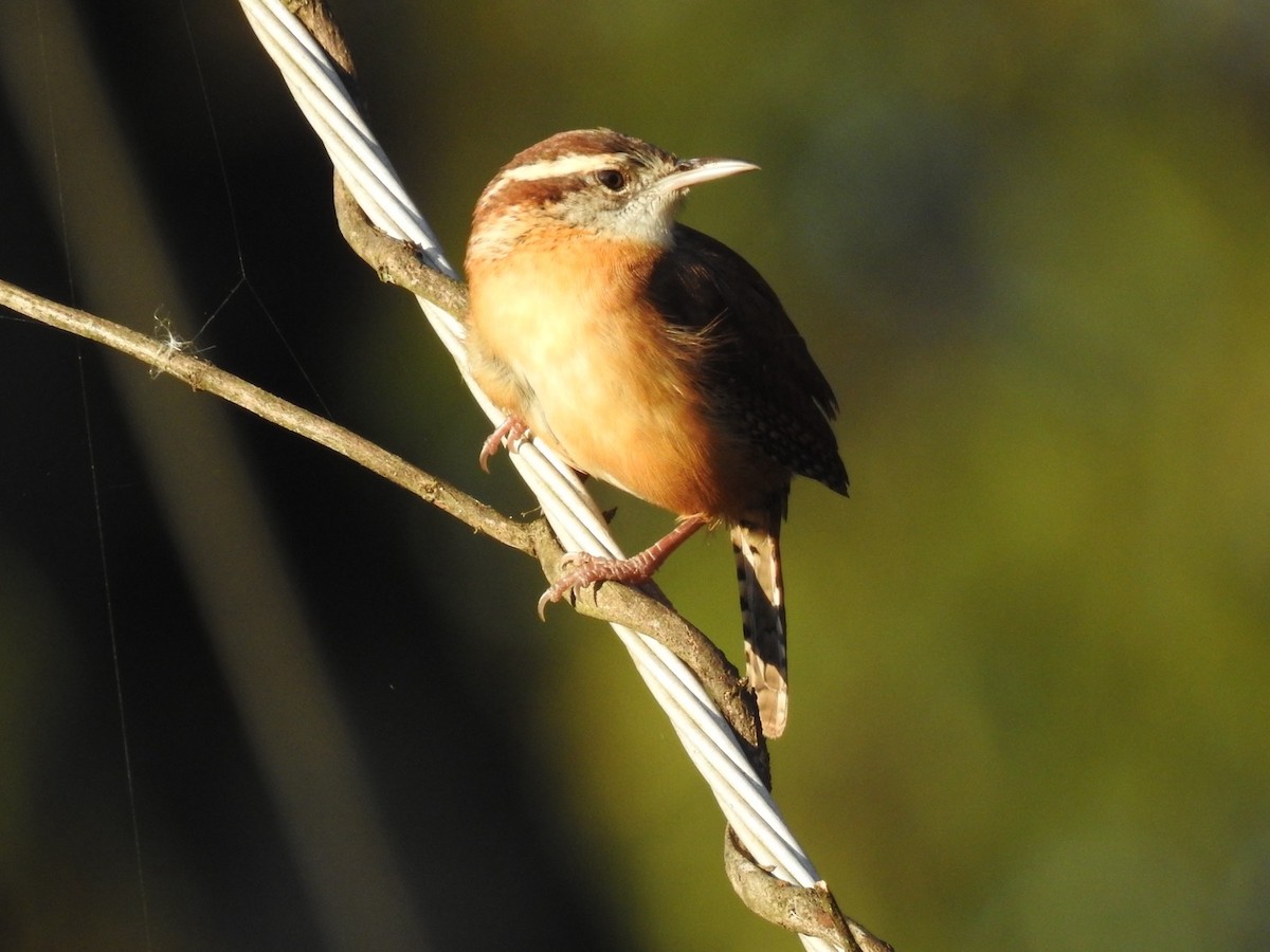 Carolina Wren - ML648797633