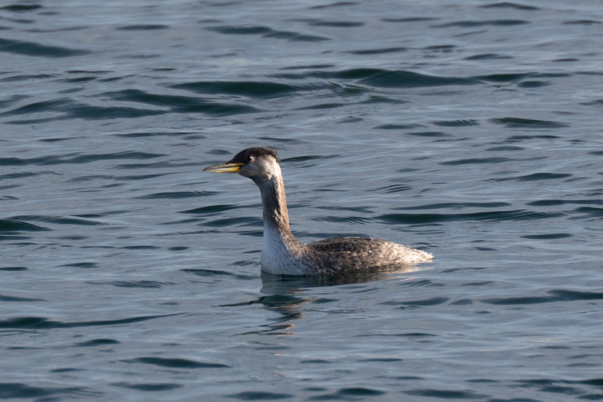 Somormujo Cuellirrojo - ML648797798