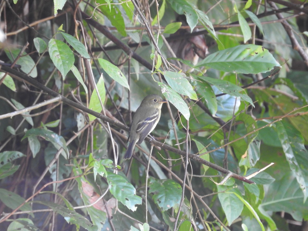 Mosquero Ventriamarillo - ML648797816