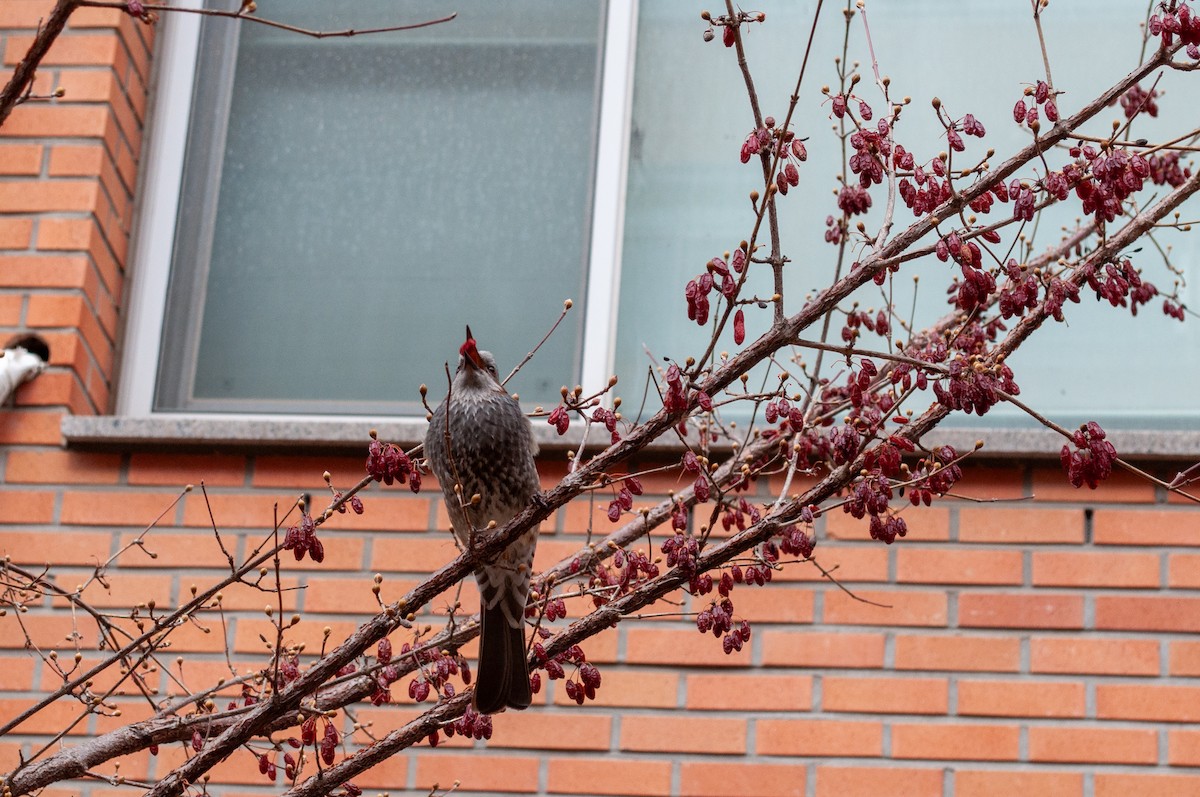 Brown-eared Bulbul - ML648797883