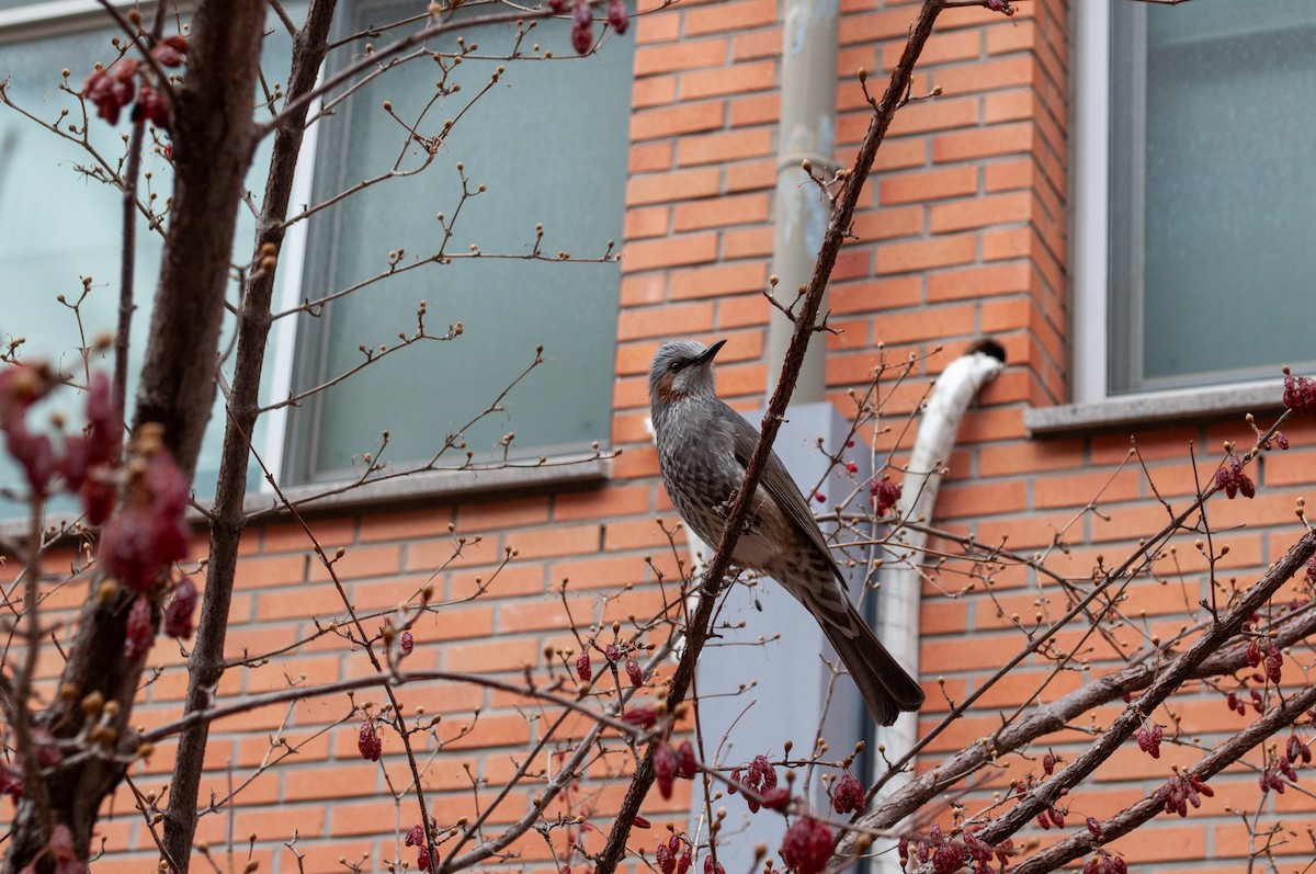 Brown-eared Bulbul - ML648797884