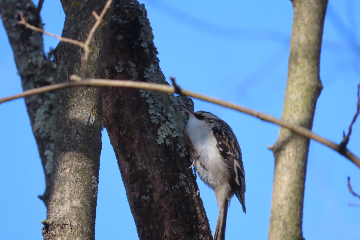 šoupálek americký - ML648797908