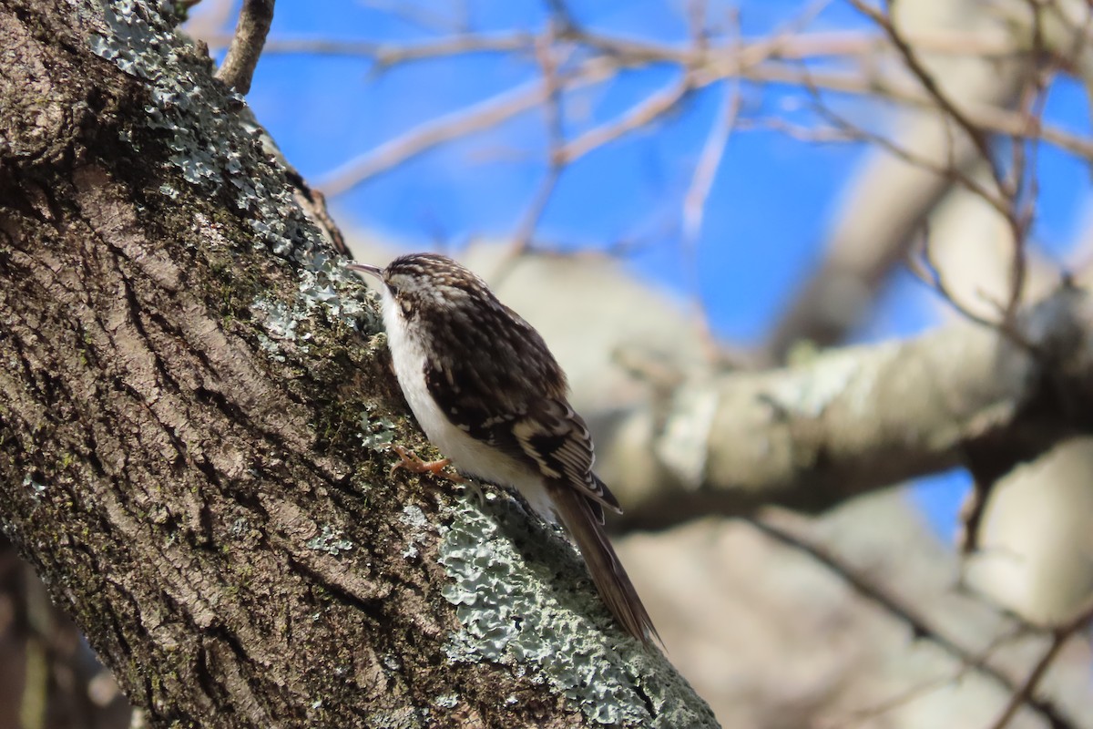 šoupálek americký - ML648797915