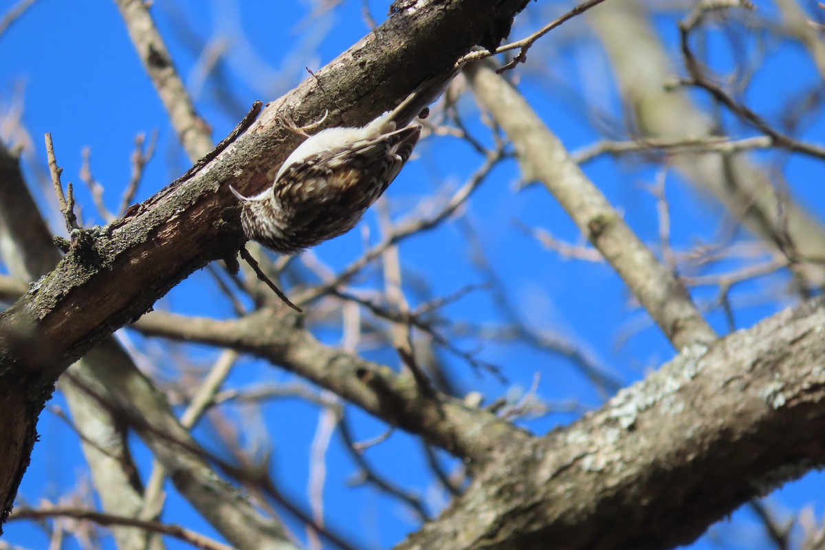 šoupálek americký - ML648797929