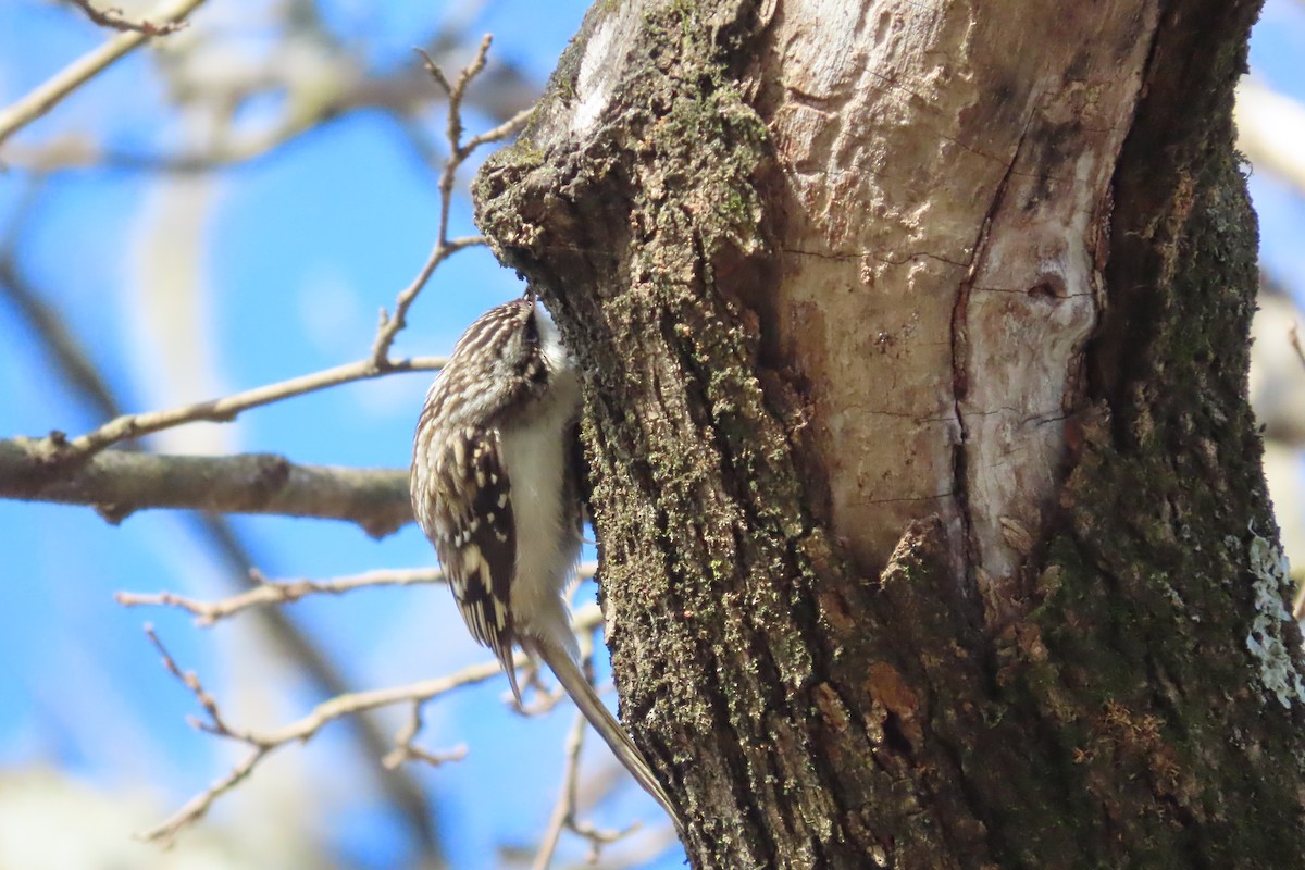 šoupálek americký - ML648797964