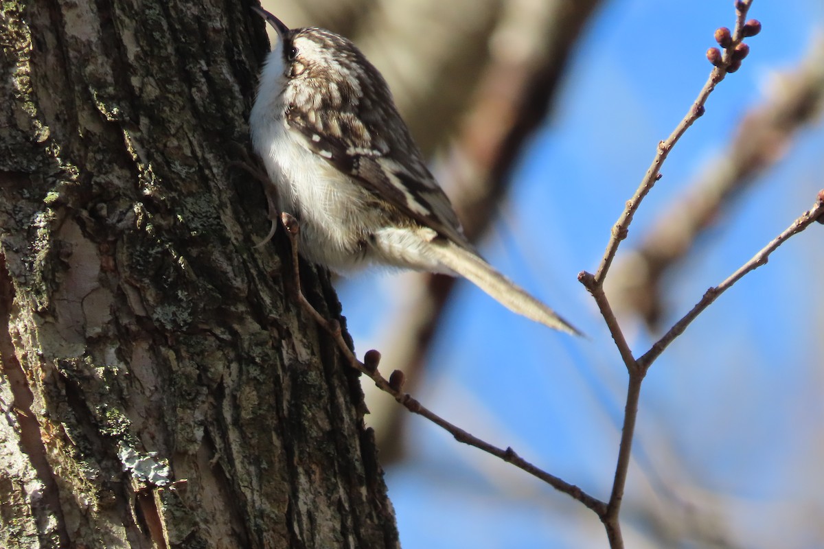 šoupálek americký - ML648797973