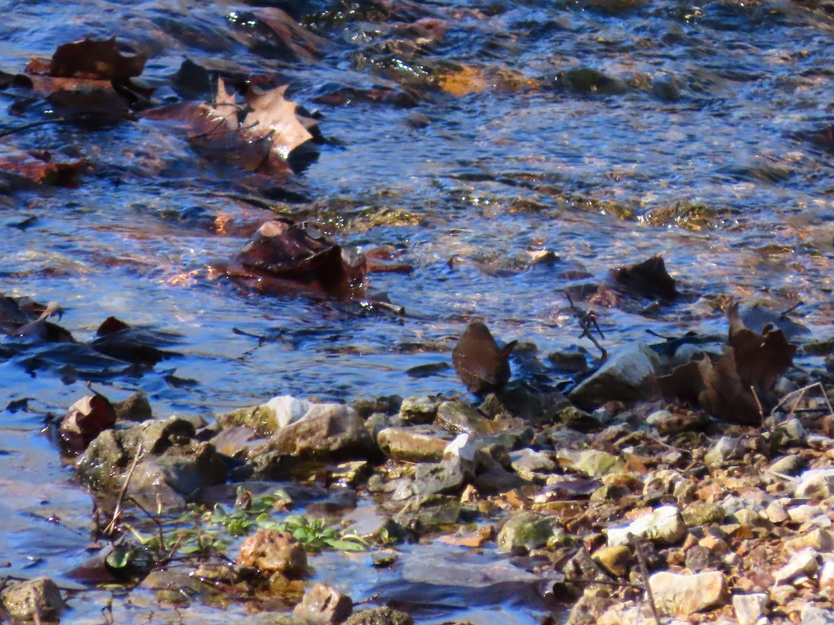 Winter Wren - ML648797982