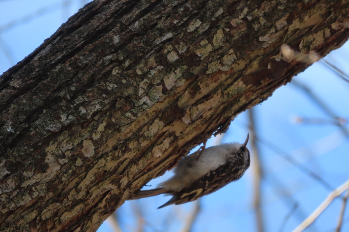 šoupálek americký - ML648797989