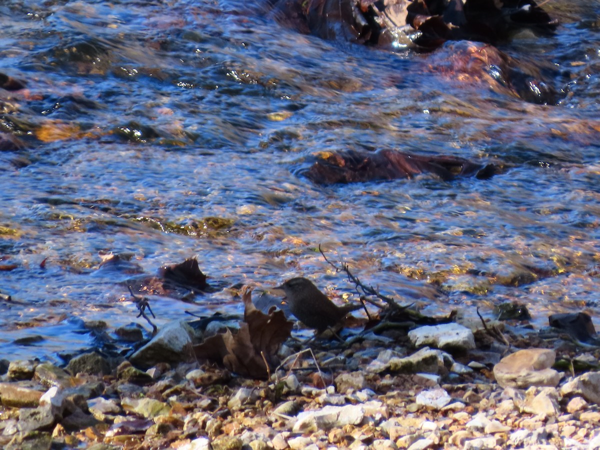 Winter Wren - ML648798095