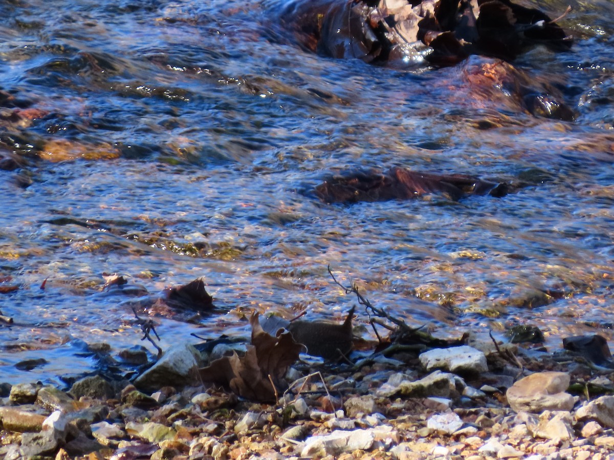 Winter Wren - ML648798179