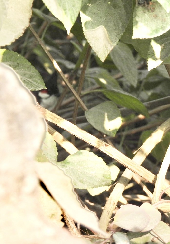 Red-whiskered Bulbul - ML648798754
