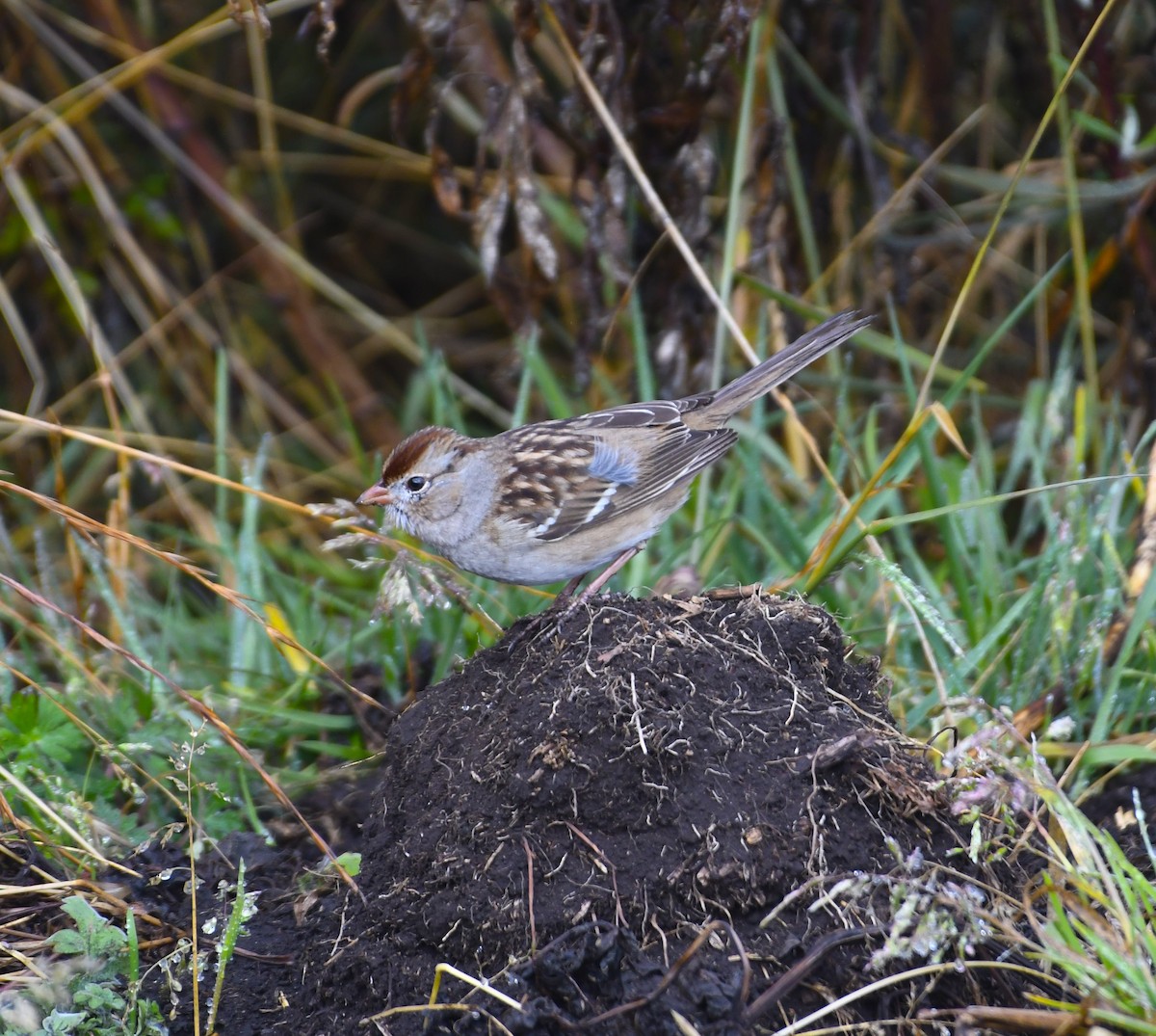 Бруант білобровий - ML648798885
