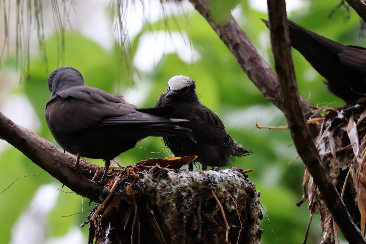 Weißkopfnoddi - ML648799190