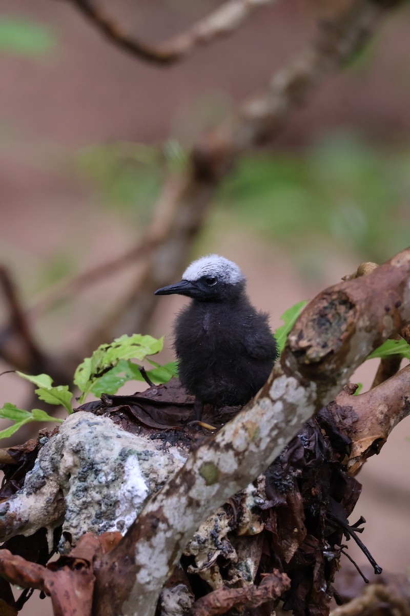 Weißkopfnoddi - ML648799191