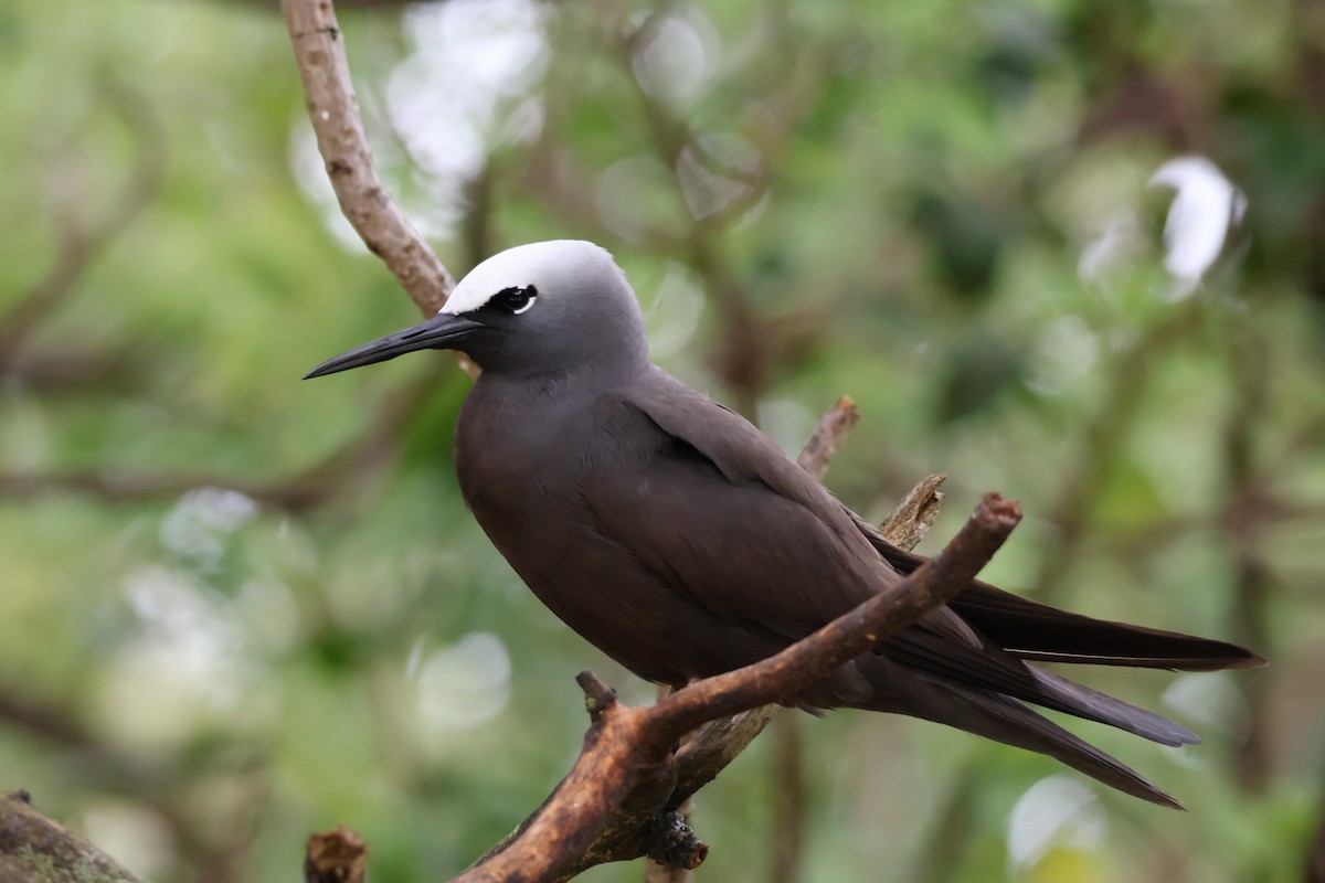 Weißkopfnoddi - ML648799192