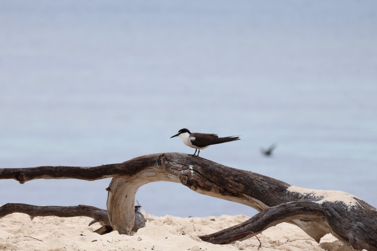 Zügelseeschwalbe - ML648799199