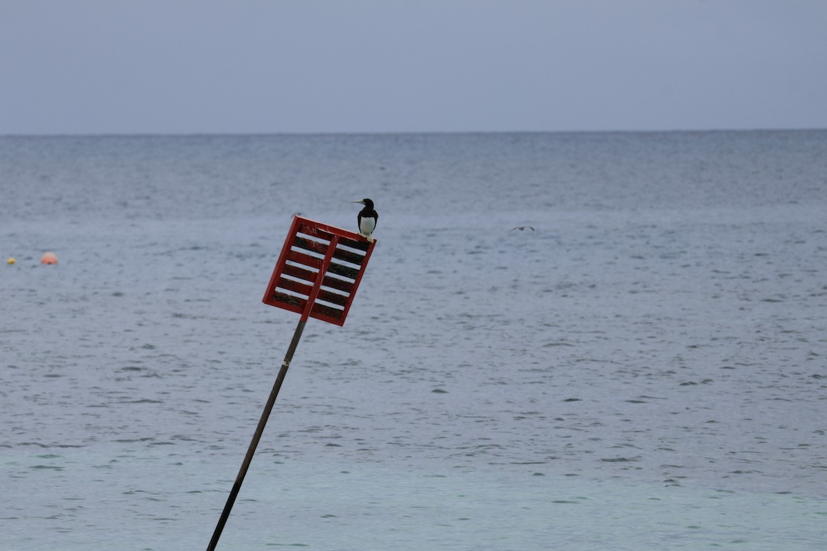 Weißbauchtölpel - ML648799204